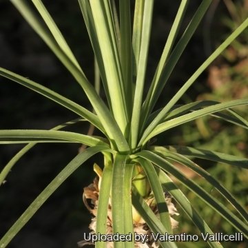 Beaucarnea gracilis