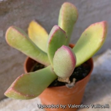 Carruanthus peersii
