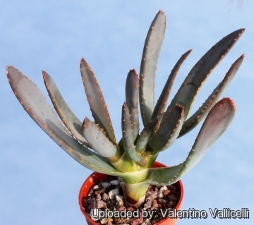Aloe dichotoma subs. ramosissima