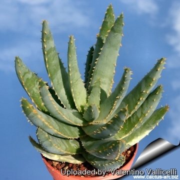 Aloe dichotoma