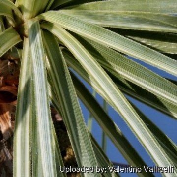 Beaucarnea gracilis f. variegata