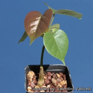 Pseudobombax ellipticum