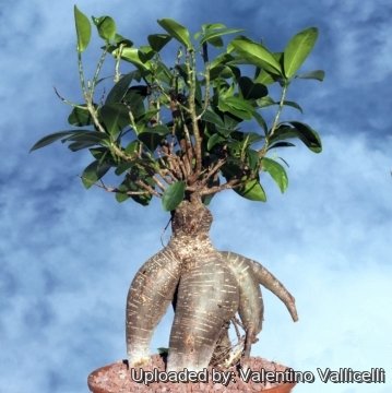 Ficus microcarpa cv. Ginseng