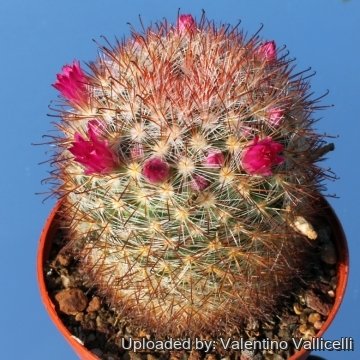 Mammillaria berkiana