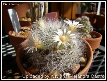 Mammillaria scheinvariana