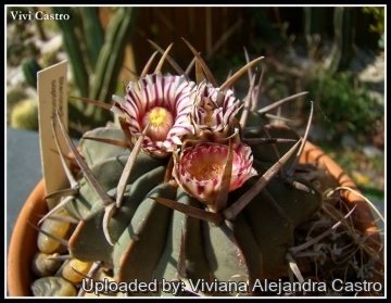 Stenocactus coptonogonus