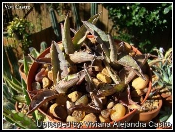 Agave xylonacantha