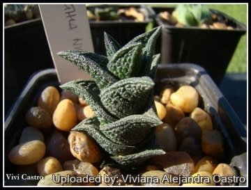 Haworthia nigra