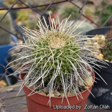 Mammillaria magnimamma