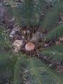 Cycas maconochiei from the Northern Territory of Australia.