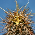 Austrocactus bertinii (Spring)