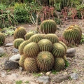 From panchkula cactus garden
