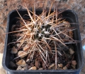 Austrocactus bertinii (Winter)