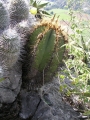 Astrophytum ornatum, in habitat at San Cristobal, Hidalgo.