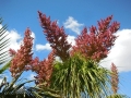 Flowering habit at Wattleup Nursery and Palm Lake Display Gardens. Perth W.A. Australia.