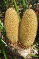 Double male cones.