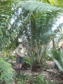 The Kwango Giant Cycad. Male specimen in Joe's Jurassic Cycad Gardens, Katherine, Northern Territory, Australia.
