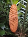 Male cone at dehishing stage.