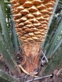 Base of male cone.