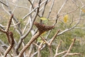 A natural occurring crested stem.