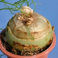 The bulb looks like a globe of green jade resting on the ground, sometimes camouflaged by a paper-thin, brownish 