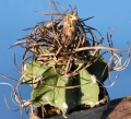 Astrophytum capricorne (Goat's Horns Cactus)