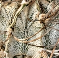 A plant (Locality: Parras) showing the characteristic hairy scales