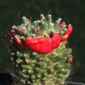 A crested fruit.