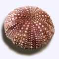 ''Asterias'' is the name of a genus of starfish (but this plant looks like the sea urchin shell)